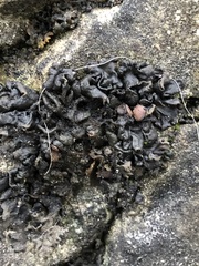 Lathagrium undulatum