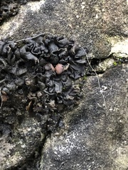 Lathagrium undulatum