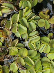 Salvinia