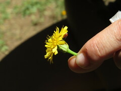 Arthrobrachus nigromaculatus