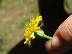 Arthrobrachus nigromaculatus