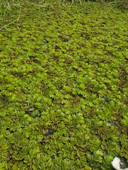 Salvinia