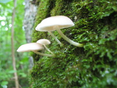 Mycena niveipes