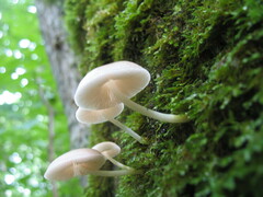 Mycena niveipes
