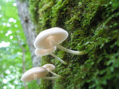 Mycena niveipes