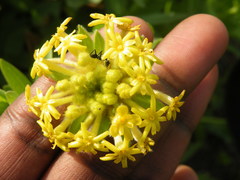 Lasiosiphon kraussianus kraussianus