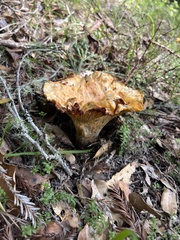 Cantharellus californicus