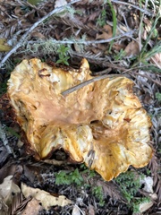 Cantharellus californicus