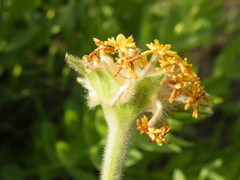 Lasiosiphon kraussianus kraussianus