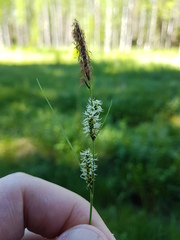 Carex nigra