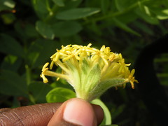 Lasiosiphon kraussianus kraussianus