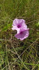 Ipomoea setifera