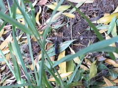 Elaphroptera