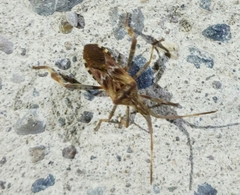 Leptoglossus occidentalis