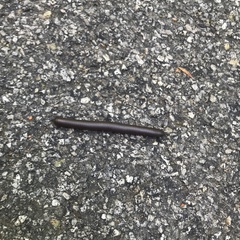 Narceus americanus