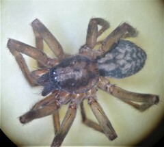 Liocranum rupicola