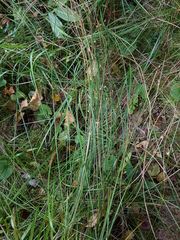 Juncus filiformis