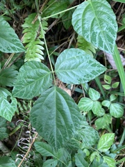 Hylodesmum repandum