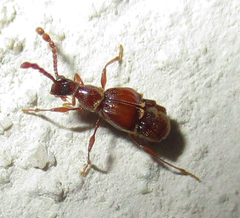 Pselaphinae