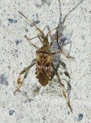 Leptoglossus occidentalis