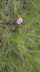 Ipomoea setifera