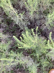 Ambrosia tenuifolia