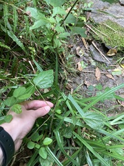 Hylodesmum repandum