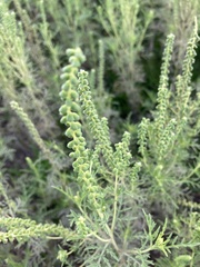 Ambrosia tenuifolia