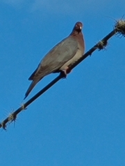 Patagioenas squamosa