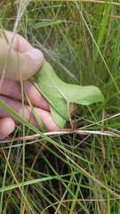 Ipomoea setifera