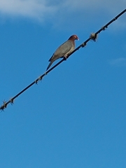 Patagioenas squamosa