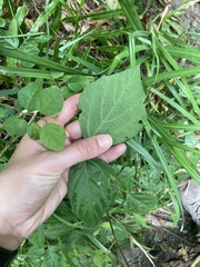 Hylodesmum repandum