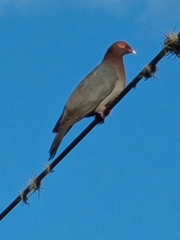 Patagioenas squamosa
