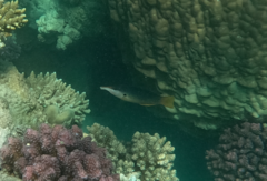 Gomphosus klunzingeri