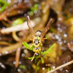 Ropalidia romandi