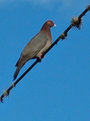 Patagioenas squamosa