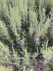 Ambrosia tenuifolia
