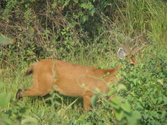 Blastocerus dichotomus