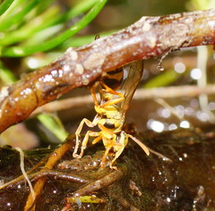 Ropalidia romandi