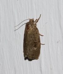 Choristoneura fumiferana