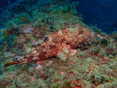 Scorpaena scrofa