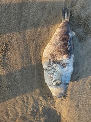 Sphoeroides annulatus