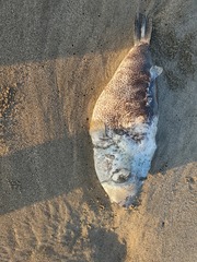 Sphoeroides annulatus