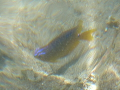 Stegastes variabilis