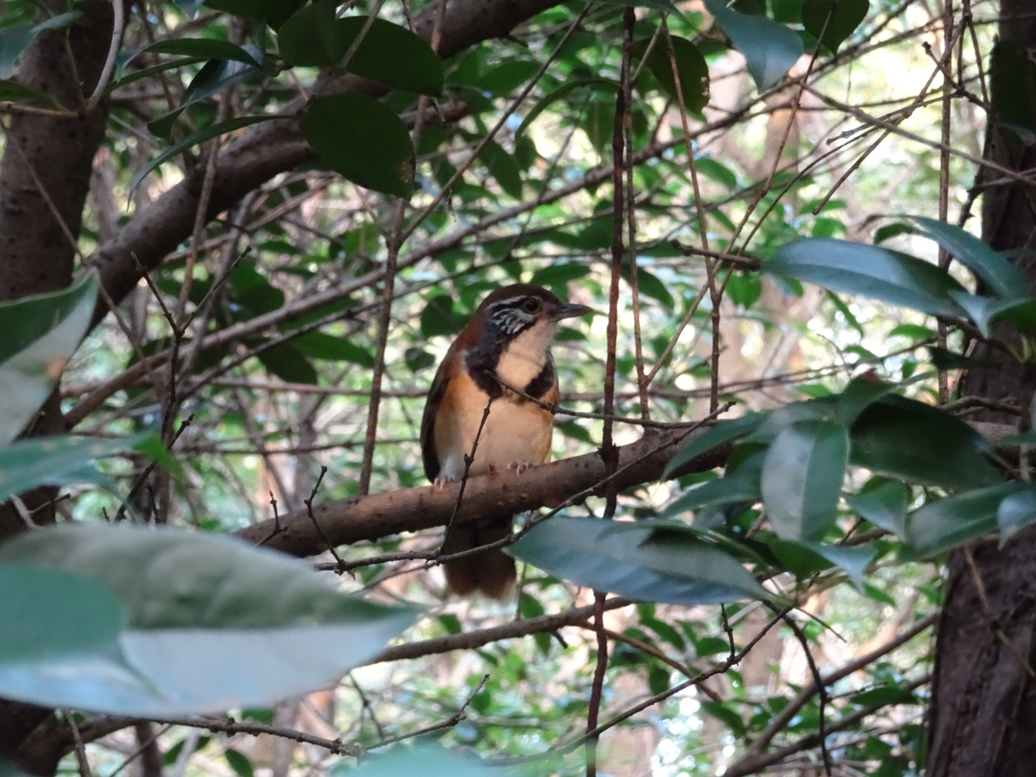Greater Necklaced Laughingthrush