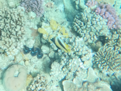 Heniochus intermedius