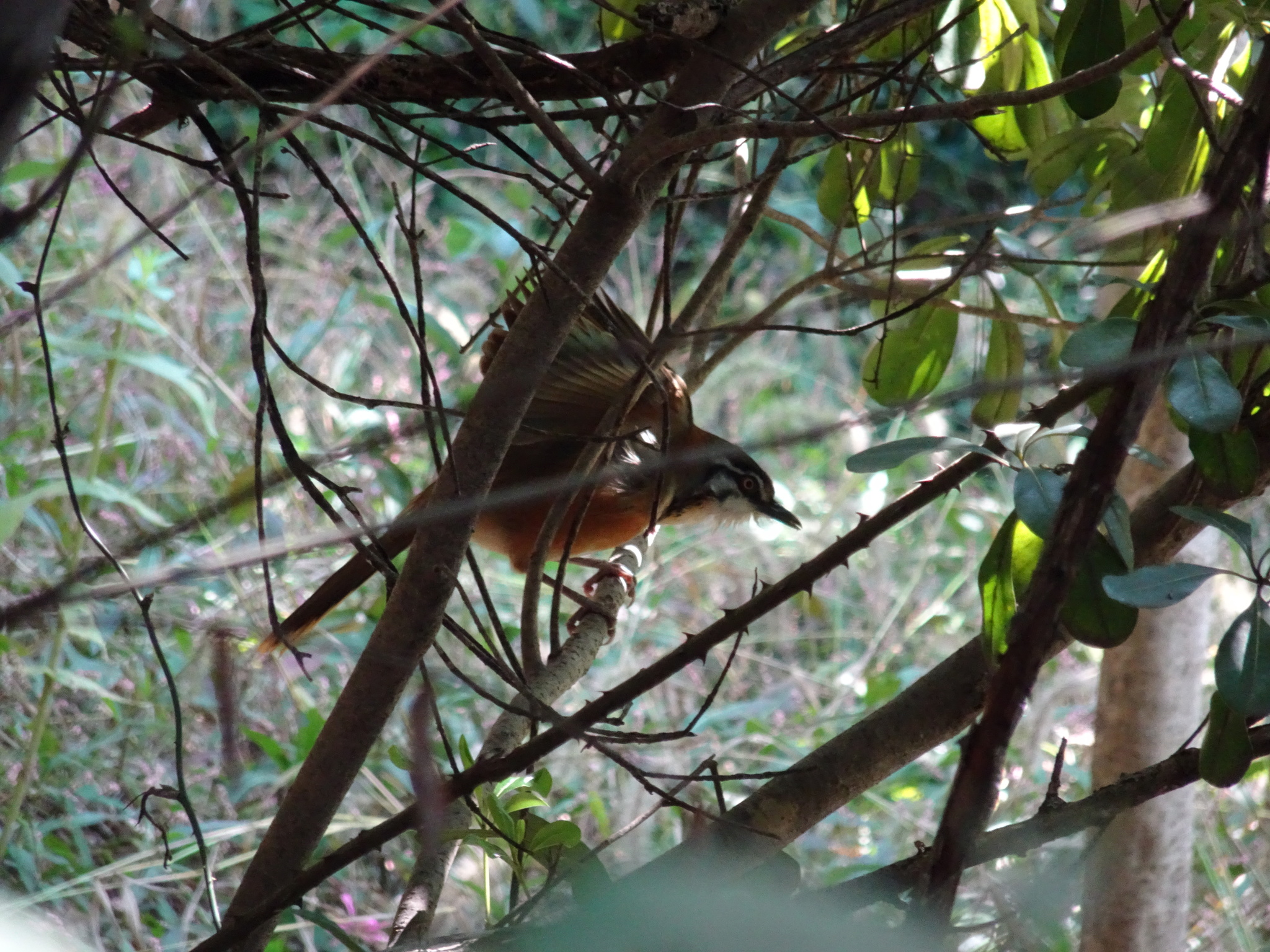 Greater Necklaced Laughingthrush