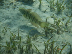 Amblygobius albimaculatus