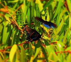 Limenitis arthemis arizonensis