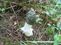 Phallus impudicus togatus